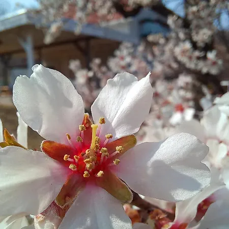 Honey Hill Fruska Gora * Cerevic