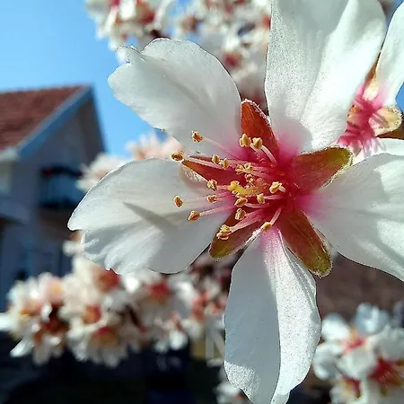 Honey Hill Fruska Gora *