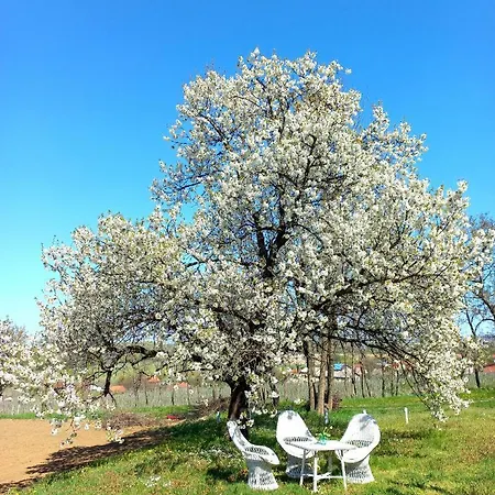 Honey Hill Fruska Gora Villa Cerevic