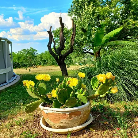 Honey Hill Fruska Gora Вилла Cerevic