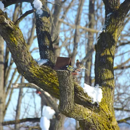 Honey Hill Fruska Gora Cerevic