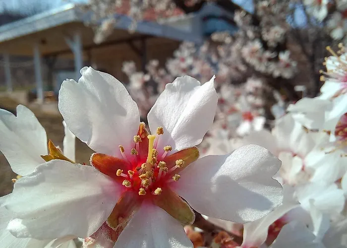 Honey Hill Fruska Gora * Cerevic