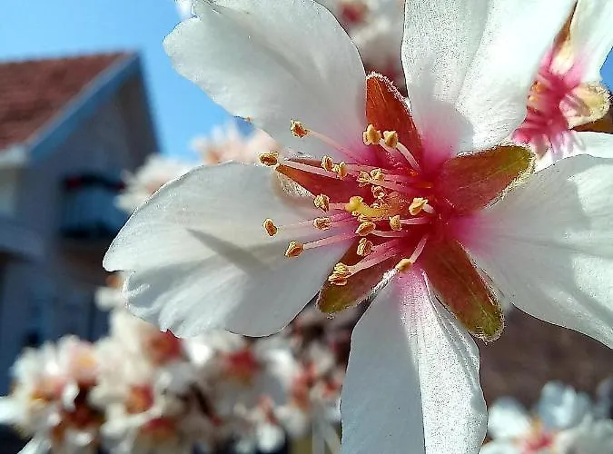 Honey Hill Fruska Gora *