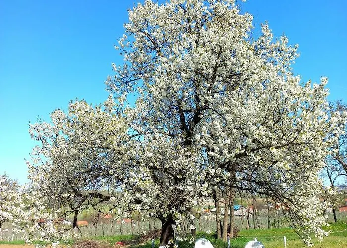 Honey Hill Fruska Gora Villa Cerevic